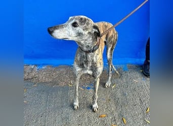 BONITO der feine Seelenhund