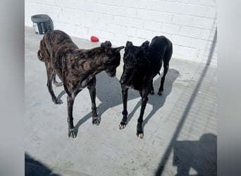 COULANT ein ruhiger Charakter