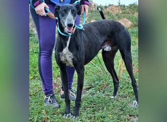 Tango, charmanter, liebesbedürftiger lustiger Galgo Mann