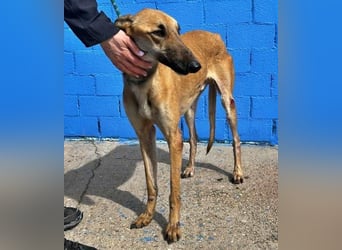 MARSHALL ein Sonnenschein