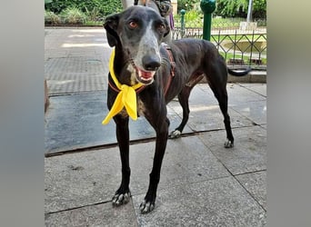 Tango, charmanter, liebesbedürftiger lustiger Galgo Mann