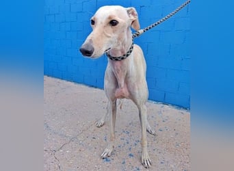 COCO der liebenswerte Rüde