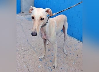 COCO der liebenswerte Rüde