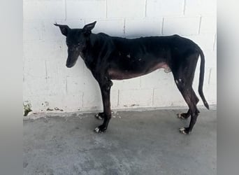 COULANT ein ruhiger Charakter