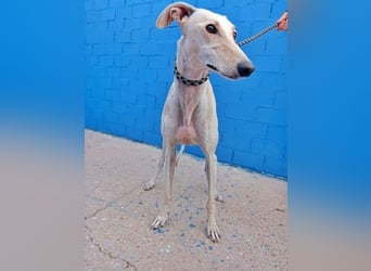 COCO der liebenswerte Rüde