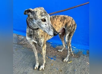 BONITO der feine Seelenhund