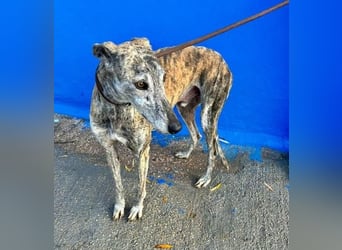 BONITO der feine Seelenhund