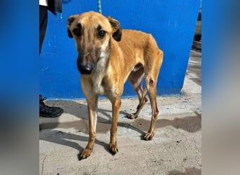 MARSHALL ein Sonnenschein