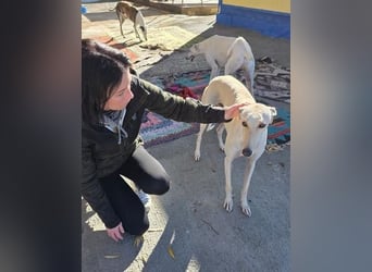 COCO der liebenswerte Rüde