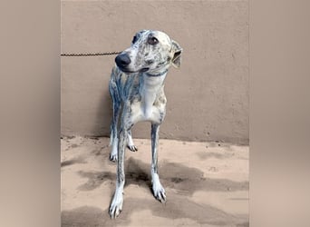 Baylis, charmant verschmust einfühlsam und liebevoll