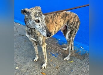 BONITO der feine Seelenhund