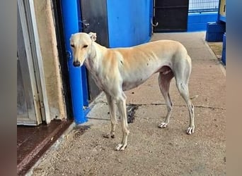 COCO der liebenswerte Rüde