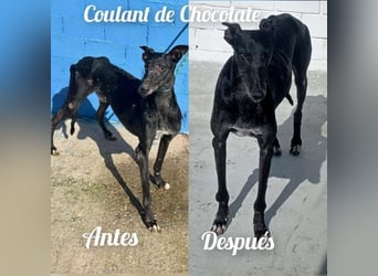 COULANT ein ruhiger Charakter