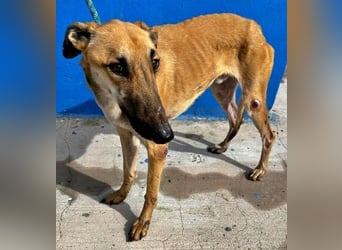 MARSHALL ein Sonnenschein