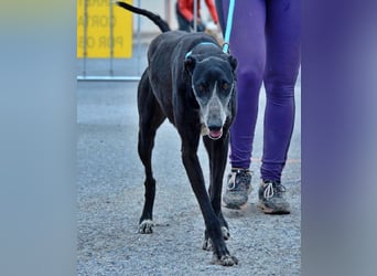 Tango, charmanter, liebesbedürftiger lustiger Galgo Mann