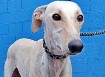 COCO der liebenswerte Rüde