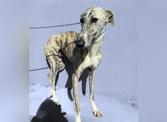 Baylis, charmant verschmust einfühlsam und liebevoll