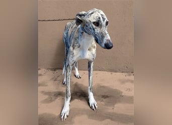 Baylis, charmant verschmust einfühlsam und liebevoll