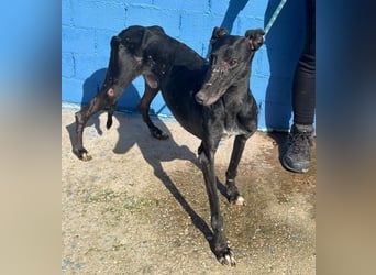 COULANT ein ruhiger Charakter