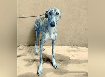 Baylis, charmant verschmust einfühlsam und liebevoll