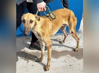 MARSHALL ein Sonnenschein