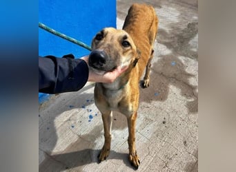 MARSHALL ein Sonnenschein