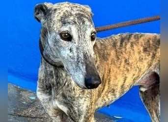 BONITO der feine Seelenhund