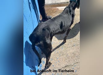 COULANT ein ruhiger Charakter