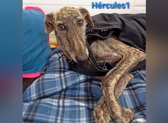 Hércules1 geb. 12/2021 (in Deutschland) - zärtlicher, ruhiger und sensibler Galgo!