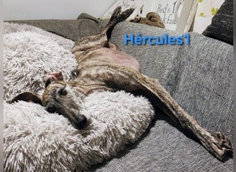 Hércules1 geb. 12/2021 (in Deutschland) - zärtlicher, ruhiger und sensibler Galgo!