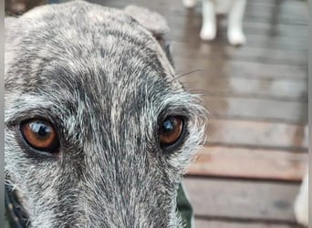 Hércules1 geb. 12/2021 (in Deutschland) - zärtlicher, ruhiger und sensibler Galgo!