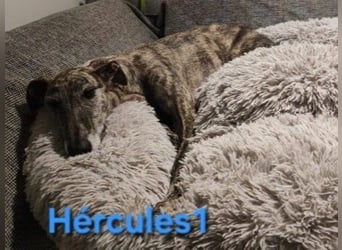 Hércules1 geb. 12/2021 (in Deutschland) - zärtlicher, ruhiger und sensibler Galgo!
