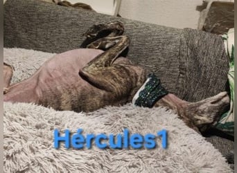 Hércules1 geb. 12/2021 (in Deutschland) - zärtlicher, ruhiger und sensibler Galgo!