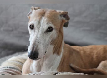 Nerea - lieb, lustig und fröhlich aber verunsichert durch fremde Menschen