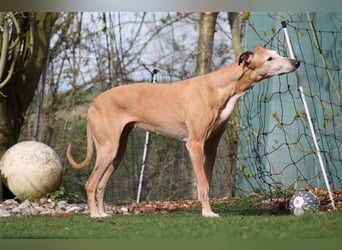 Nerea - lieb, lustig und fröhlich aber verunsichert durch fremde Menschen