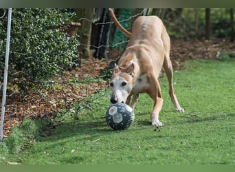 Nerea - lieb, lustig und fröhlich aber verunsichert durch fremde Menschen