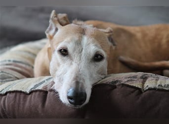 Nerea - lieb, lustig und fröhlich aber verunsichert durch fremde Menschen