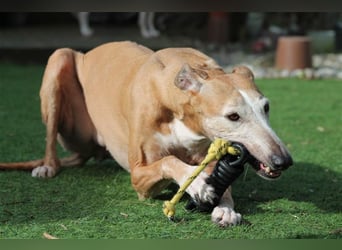 Nerea - lieb, lustig und fröhlich aber verunsichert durch fremde Menschen