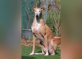 Nerea - lieb, lustig und fröhlich aber verunsichert durch fremde Menschen