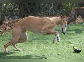 Nerea - lieb, lustig und fröhlich aber verunsichert durch fremde Menschen