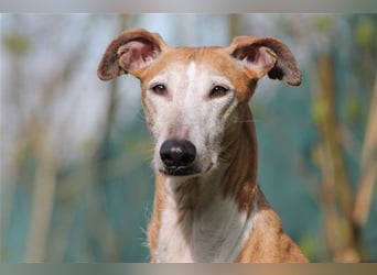 Nerea - lieb, lustig und fröhlich aber verunsichert durch fremde Menschen