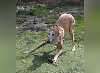 Nerea - lieb, lustig und fröhlich aber verunsichert durch fremde Menschen