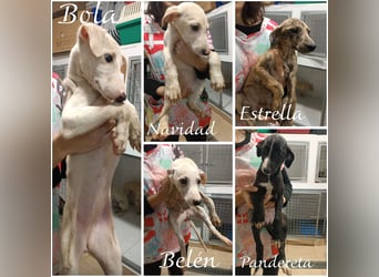 Pandereta, sucht ihr erstes Körbchen