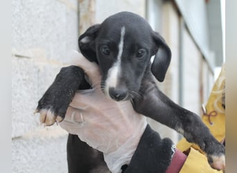 Pandereta, sucht ihr erstes Körbchen