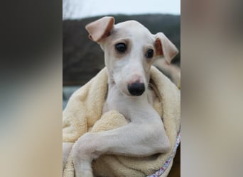 Bola, Zuckerschnute sucht erstes Zuhause