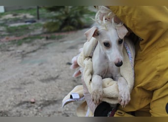Bola, Zuckerschnute sucht erstes Zuhause