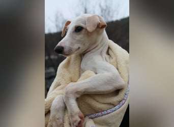 Bola, Zuckerschnute sucht erstes Zuhause