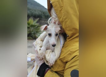Bola, Zuckerschnute sucht erstes Zuhause