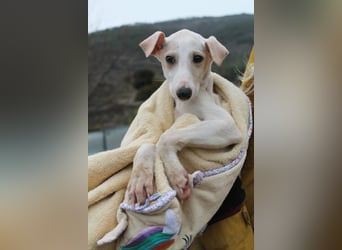 Bola, Zuckerschnute sucht erstes Zuhause