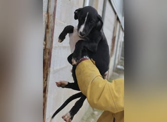 Pandereta, sucht ihr erstes Körbchen